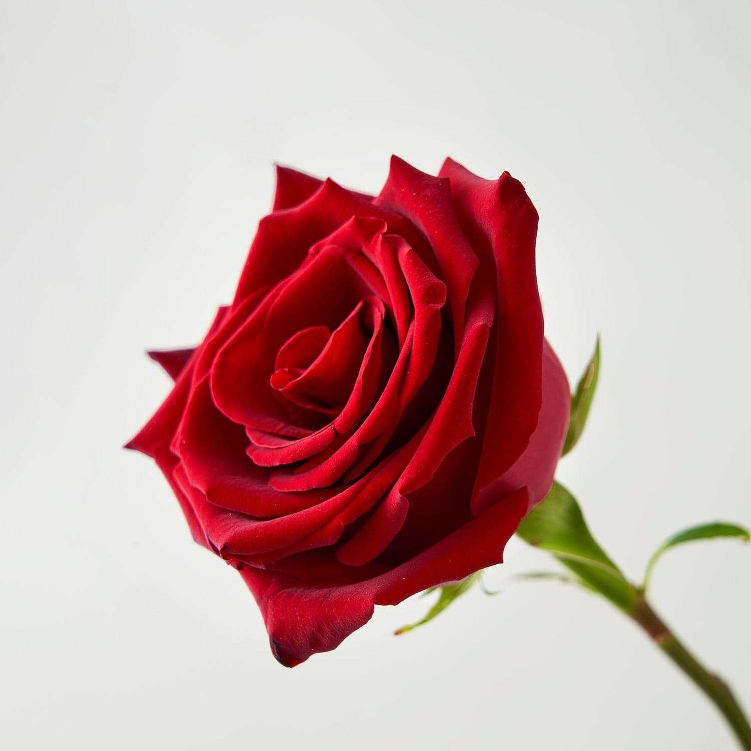 Red Roses