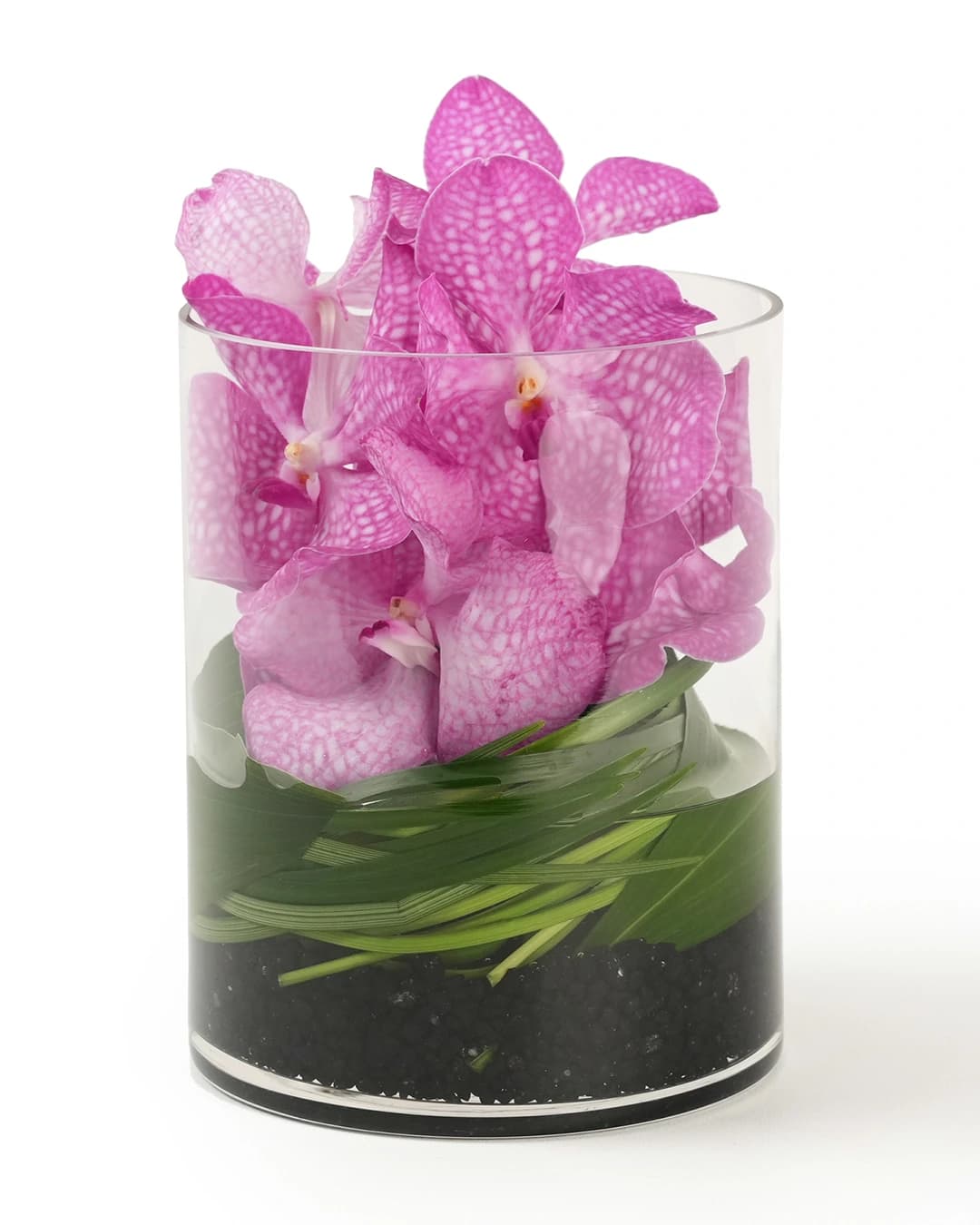 Vanda Jewel