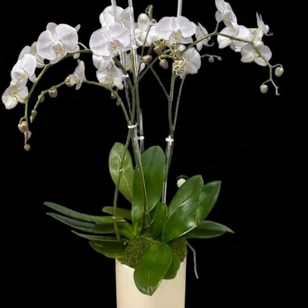 White Orchid Planter