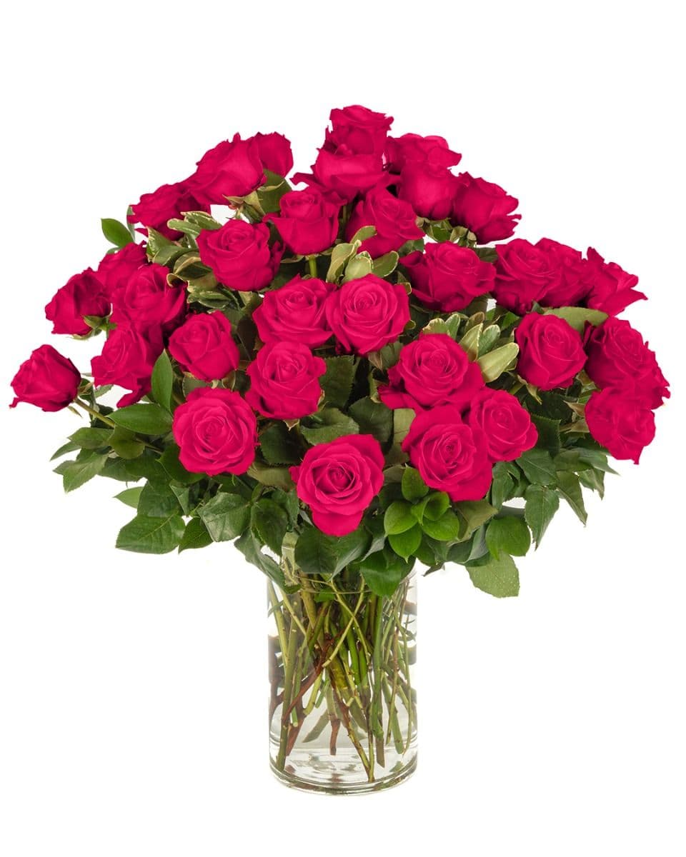 Double the Dozens 18 = 36 Hot Pink Roses