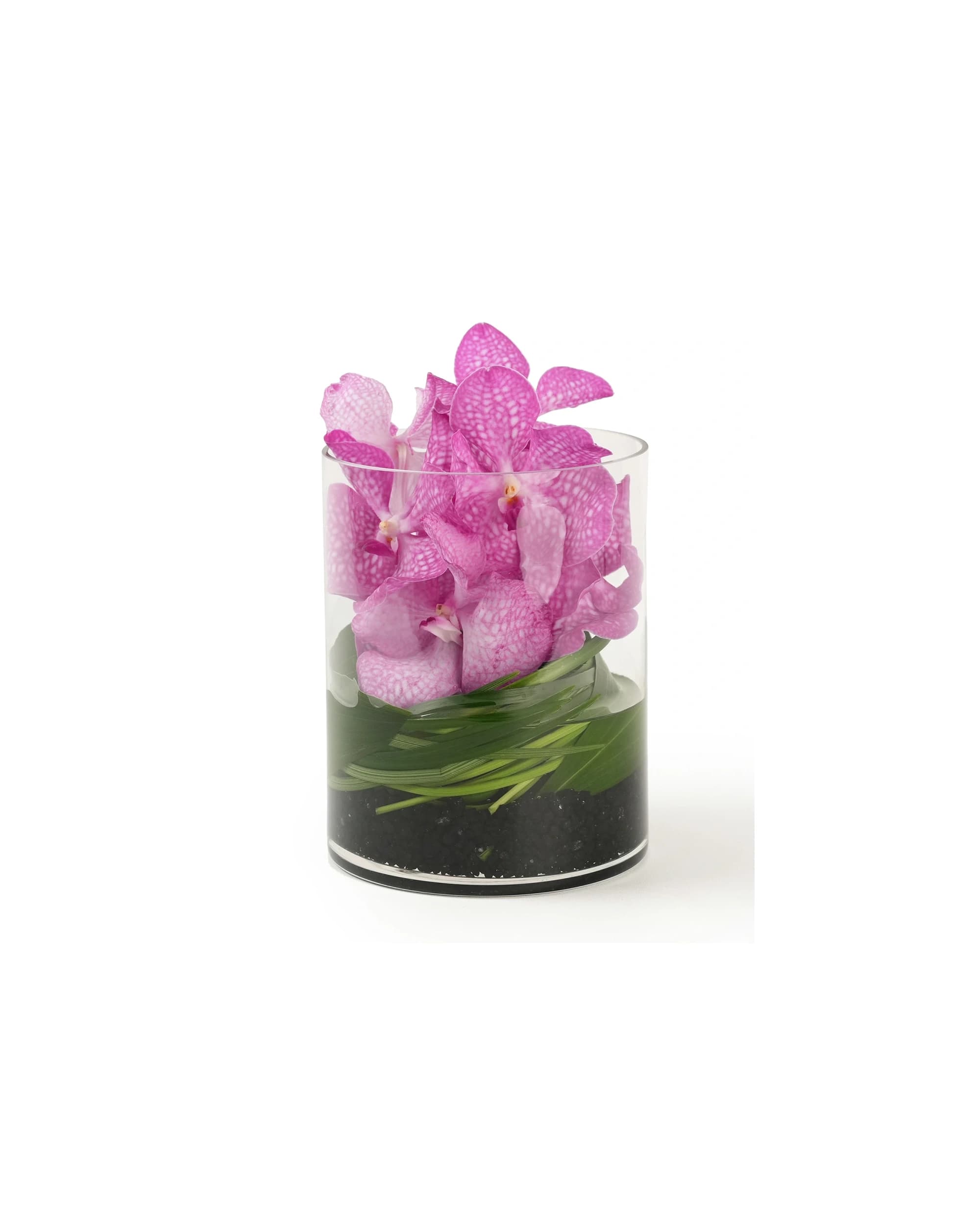 Vanda Jewel