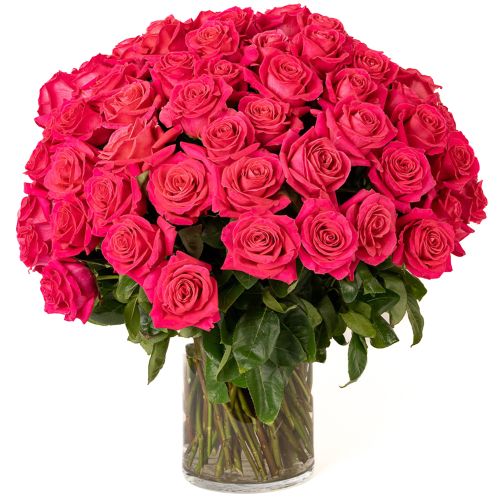 100 Hot Pink Roses 